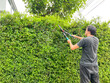 man pruning tree with big clippers in the garden.