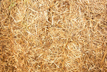 Hay Background. Haystacks Background, Texture. Wheat Gold Hay In Field. Hay Prepared For Farm Animal Feed In Winter. Stacks Dry Hay Open Air Fiel. Straw Bale Harvesting. Haybale Background