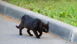 A black cat sneaks along a concrete curb