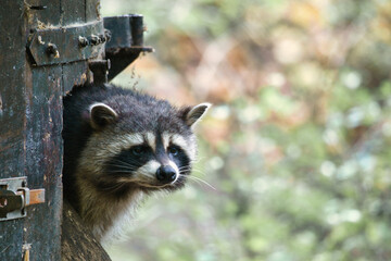 raccoon furtively looks out of a small wooden house. small predator of the forest