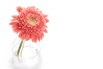 Poster - Pink gerbera flower vase on white background