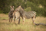 Fototapeta Konie - Steppenzebra / Burchell´s Zebra / Equus burchellii