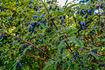 Canvas Print - early blue honeysuckle berries on the Bush