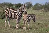 Fototapeta Sawanna - Steppenzebra / Burchell's Zebra / Equus burchellii
