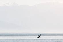 Orca L22, Spirit, Breaching In Front Of The Olympic Mountains