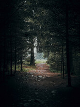 Dark Forest With Rocky Path With Light In The End