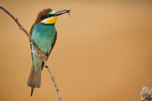 European Bee Eater With Insect