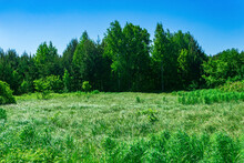 Fen Meadow With Grass Tussocks On The Edge Of The Forest