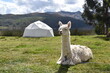 A cute wild Alpaca posing for the camera in Peru