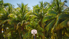 Basketball Hoop Under Palm Trees At The Beach