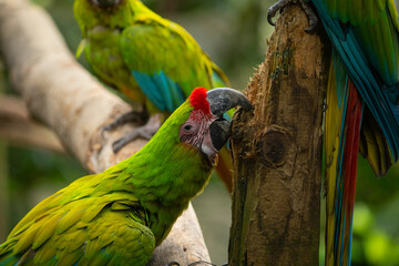 Military macaw, close up, head, details, beautiful big bird, parrot of Latin America, green color, rare bird, tropical, exotic bird, sitting on a tree, and biting a brunch, red tail, jungles, Colombia
