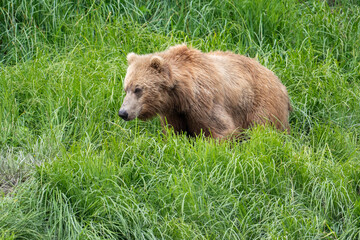 Poster - Alaskan brown bear at McNeil River