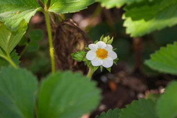 Wall Mural - Image of flowers of strawberry