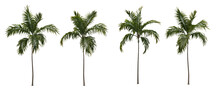 Tropical Trees & Plants Split Up On A White Background