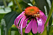 Bee On Central Disk Of Purple Coneflower 