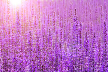 Wall Mural - Salvia flower background. Blossom sage field at sunrise. Garden with blooming purple clary in summer or spring.