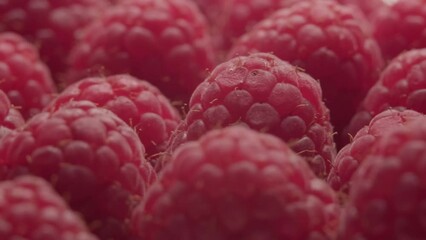 Wall Mural - close-up fresh ripe raspberries. A handful of raspberries. scarlet raspberry field.