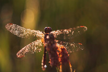 A Large Dragonfly In The Morning Dew
