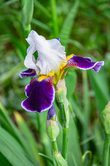 Wall Mural - Beautiful white-purple iris in a meadow on a sunny summer day. Growing summer flowers.