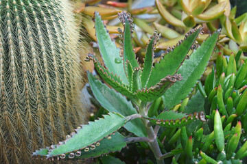 Canvas Print - Mother of thousands (Kalanchoe daigremontiana). Called Alligator plant, Devil's backbone and Mexican hat plant also. Another botanical name is Bryophyllum  daigremontianus