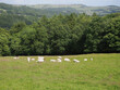 a herd of boer goats grazing in a meadow in calderdale west yorkshire