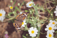 Common Junonia Coenia Buckeye Butterfly Flaunting Orange Spotted Wings Gathers Pollen From A White Daisy Flower In The Garden