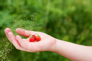 child hand holding a three red wild strawberry in summer forest