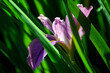 Blossom purple gladiolus flowers	