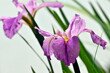 Blossom purple gladiolus flowers	