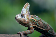 Male Veiled Chameleons Ready To Molt Their Skins
