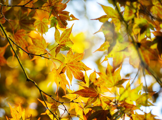 Wall Mural - Japanese maple in autumn. Beautiful autumn maple leaves in sunlight. Autumn forest natural landscape/background.