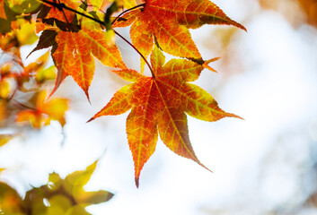 Wall Mural - Japanese maple in autumn. Beautiful autumn maple leaves in sunlight. Autumn forest natural landscape/background.