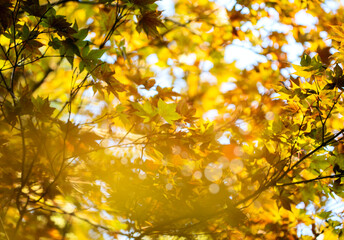 Wall Mural - Japanese maple in autumn. Beautiful autumn maple leaves in sunlight. Autumn forest natural landscape/background.