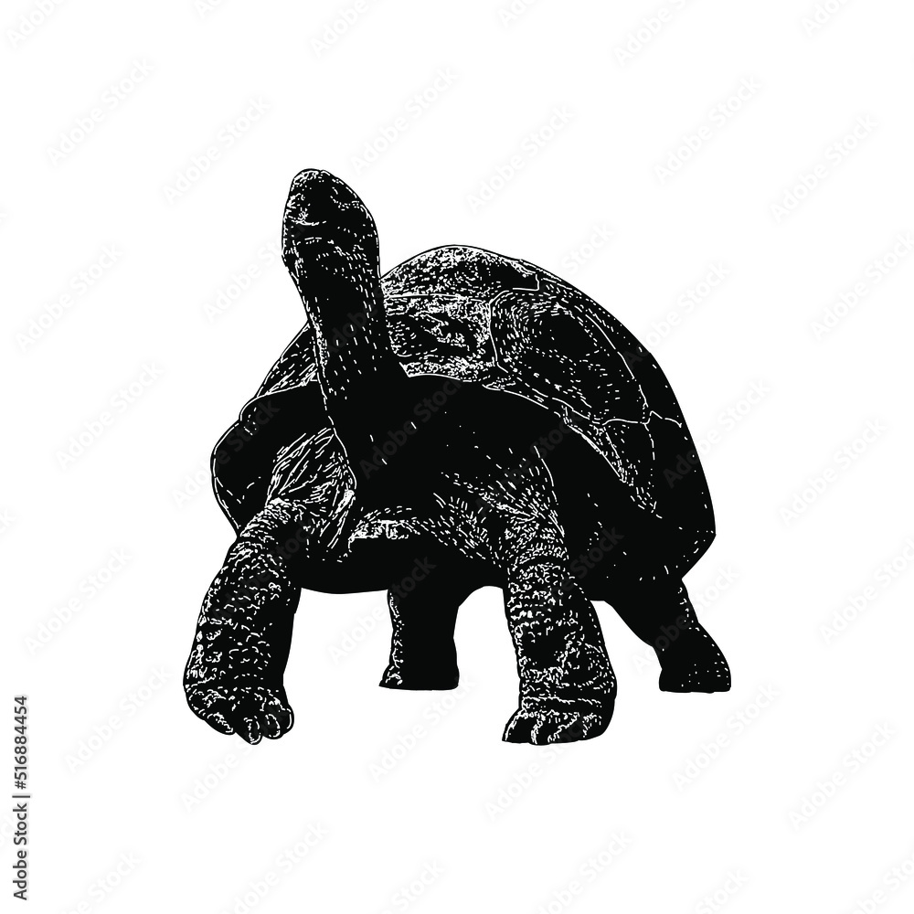 Galapagos Tortoise hand drawing vector illustration isolated on ...