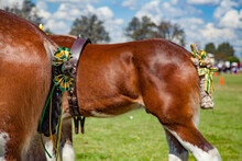 Heavy Horses All Decked Out For Competition At The Local Show