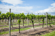 Green Grape Vines In The Spring Sunlight