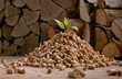 Green plant leaf on stack of fuel pellets near woodpile