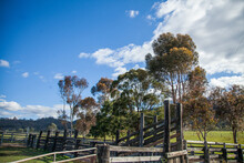 Cattle Yards And Gum Trees In A Paddock Beside The Road