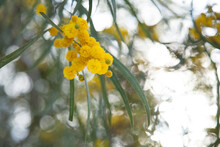 Soft Golden Balls Of Wattle With Bokeh Light In Background