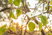 White Flowers And Green Leaves Of An Ornamental Pear Bush In Spring