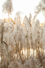 Fluffy Seed Heads Of Bulrushes Beside Creek At Sunset