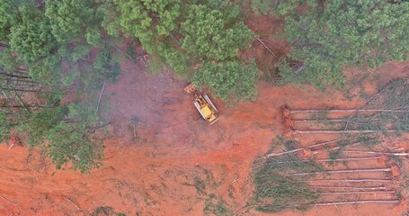 Wall Mural - During the deforestation process, uprooting of trees a dozer is used to clean up forests and prepare the land for construction