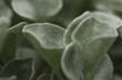 świeże zielone liście skalniaka w makro