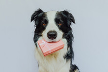 Puppy Dog Border Collie Holding Pink Gift Box In Mouth Isolated On White Background. Christmas New Year Birthday Valentine Celebration Present Concept. Pet Dog On Holiday Day Gives Gift. I'm Sorry