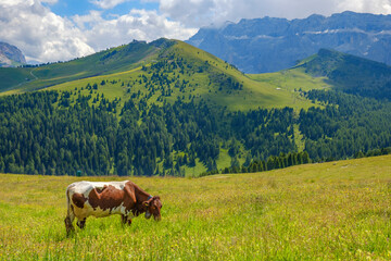 Wall Mural - grazing cow in a beautiful alp landscape in val gardena, italy