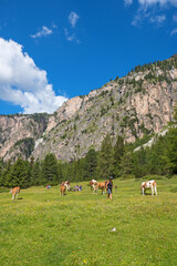Wall Mural - hiker on an alps meadow with grazing cows