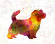 Norfolk Terrier in watercolor