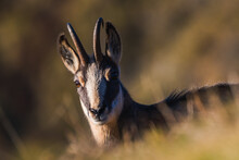 Portrait Of A Young Chamois In The Beautiful Morning Light