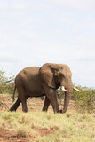 Fototapeta Sawanna - Afrikanischer Elefant / African elephant / Loxodonta africana