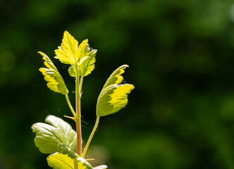 Sticker - Green gooseberry leaves on a bush in the sunlight